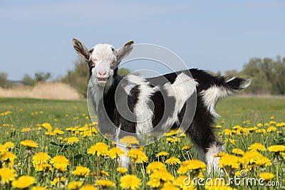 Young funny goat in dandelions and crying Stock Photo