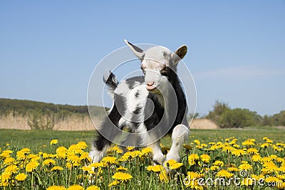 Young funny goat jumps in dandelions Stock Photo