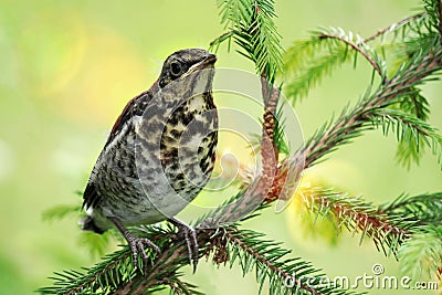 A young, funny, hatched yellow-throated chick, a field thrush, sits on a green spruce branch. Green natural background with sun Stock Photo