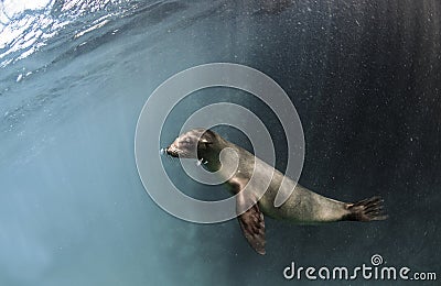 Young Galapagos sea lion Zalophus wollebaeki underwater Stock Photo