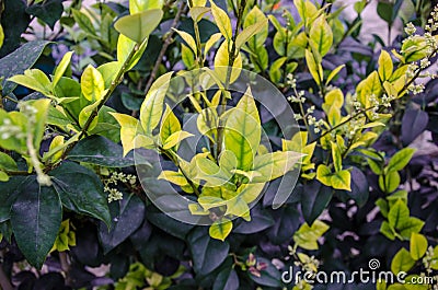 Young Gardenia Plant Stock Photo