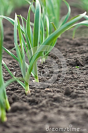 Young garlic Stock Photo