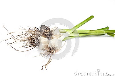 Young garlic Stock Photo