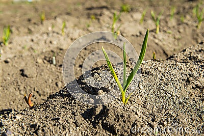 Young garlic sprouts growing Stock Photo