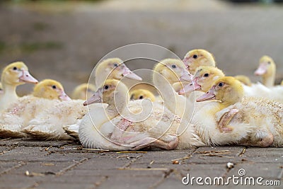 Young Geese Stock Photo
