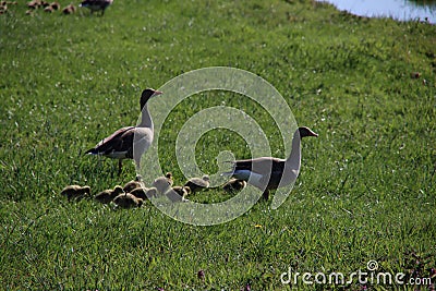 Young geese chicks in the pastures in the Krimpenerwaard where they cause inconvenience to farmers Stock Photo