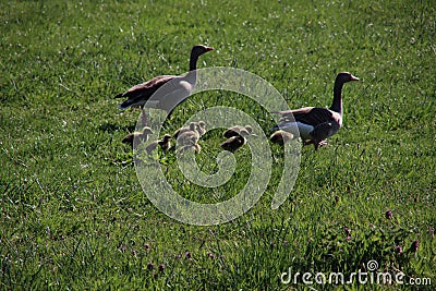 Young geese chicks in the pastures in the Krimpenerwaard where they cause inconvenience to farmers Stock Photo