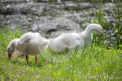 Pair of young geese by the water Stock Photo