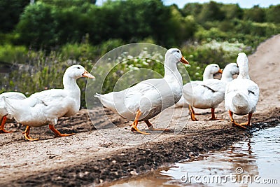 Young geese walking along the road along the field Stock Photo