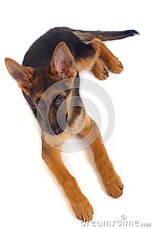 Young German Shepherd dog Stock Photo