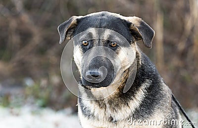 Young German Shepherd mixed breed dog adoption photo Stock Photo