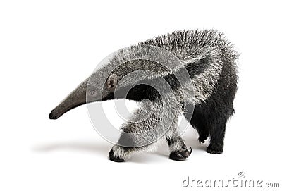 Young Giant Anteater against white background Stock Photo