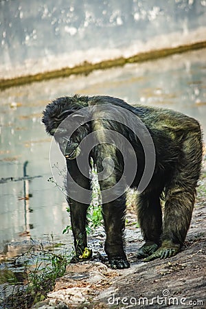 Young gigantic male Chimpanzee standing on near water pond and looking at the camera. Chimpanzee in close up view with thoughtful Stock Photo