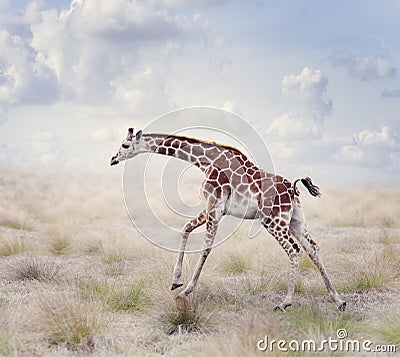 Young Giraffe Running Stock Photo