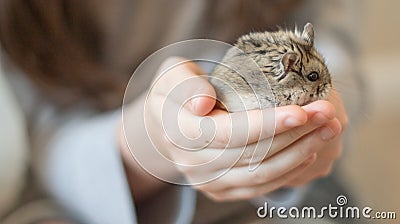 Hamster Cuteness in a child`s hands Stock Photo