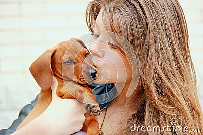 Young girl embraces and kisses a red dachshund puppy on a background of white brick wall Stock Photo