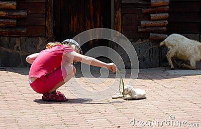 A young girl feeding a little goat Editorial Stock Photo