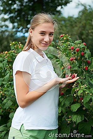 Young girl gardener in white T-shirt gather a harvest raspberry Stock Photo