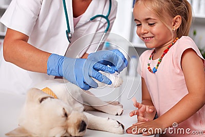 Young girl helping veterinary care professional to bandage a cute puppy dog paw Stock Photo