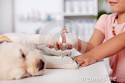 Young girl holding the bandaged paw of her cute labrador puppy d Stock Photo