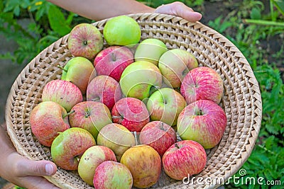 Young girl holding wicker basket full of red and yellow ripe autumn apples Stock Photo