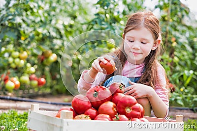 Young girl inspecting tomatoes in crate at farm Stock Photo