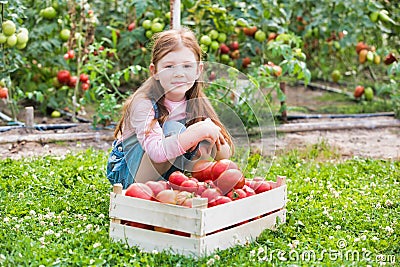 Young girl examining newly harvest tomatoes in crate at farm Stock Photo