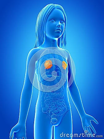 Young girl - mammary glands Stock Photo
