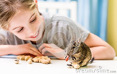 Young girl observe the degu squirrel Stock Photo