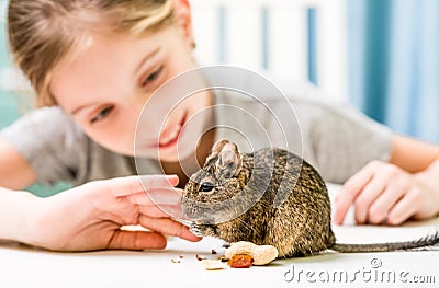 Young girl observe the degu squirrel Stock Photo