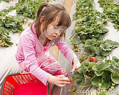 Young Girl Picking Strawberries Stock Photo