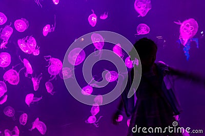 A young girl in silhouette form in-front of a tank full of jellyfish. Editorial Stock Photo