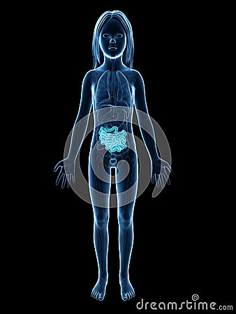 Young Girl small intestines Cartoon Illustration