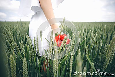 A Young Girl In White Dress With The Red Rose In Hands Standing On The Wheat Field. Stock Photo