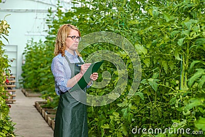 A young girl works in a greenhouse. Industrial cultivation of vegetables. Stock Photo