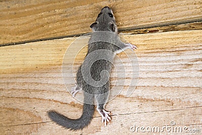 Young glis glis Stock Photo