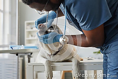 Young gloved veterinarian trying to open jaws of sick labrador Stock Photo