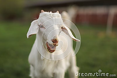 Young goat kid looking into camera, with mouth open, small teeth visible Stock Photo