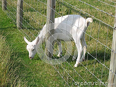 Young Goat reaching through fence for greener grass Stock Photo