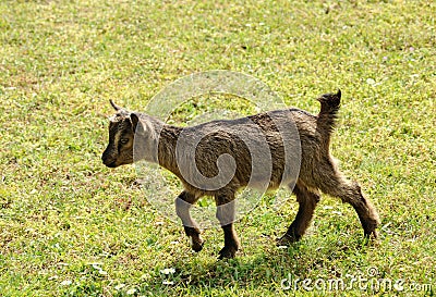 Young goat walking through a pasture Stock Photo