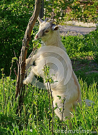 Spring. Young white goat Stock Photo