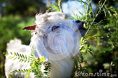 Young goatling Stock Photo