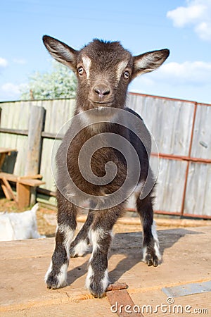 The young goatling. Stock Photo