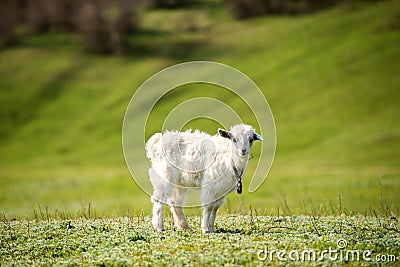 Young goatling outdoors Stock Photo
