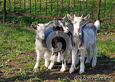 Young goats Stock Photo