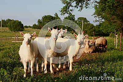 A young goats Stock Photo