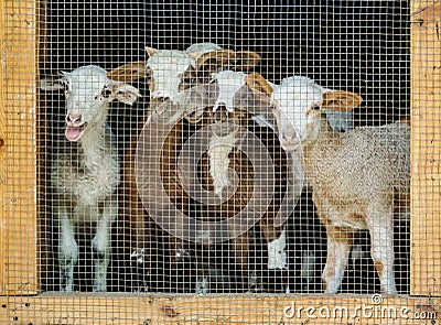 Young goats behind grille Stock Photo