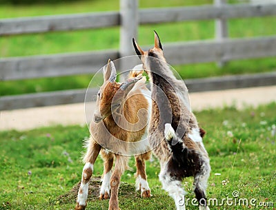 Young goats fighting Stock Photo