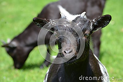 Young Goats Stock Photo
