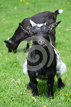 Young Goats Stock Photo